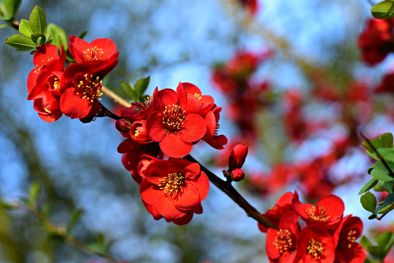 bright red quince, Chaenomeles speciosa